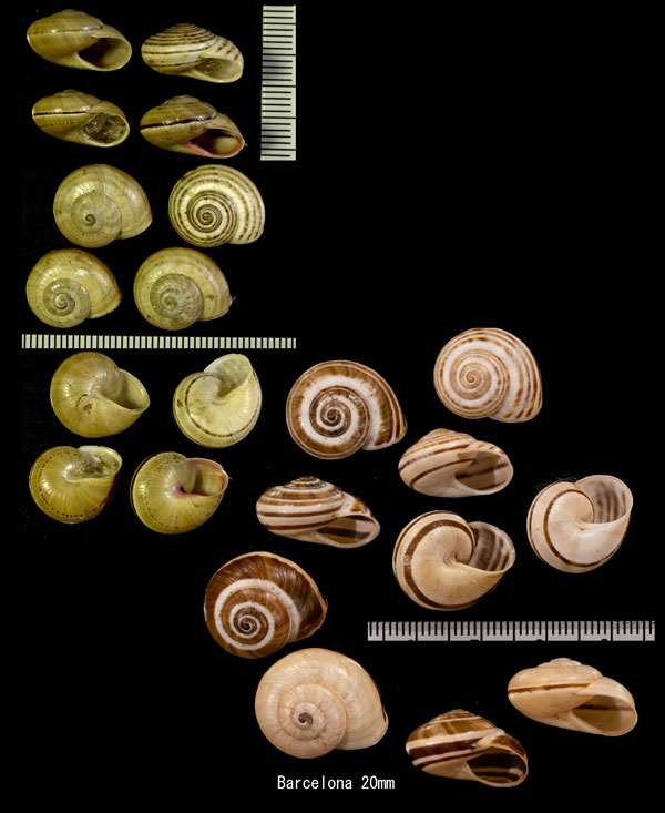 プロバンスマイマイ Pseudotachea splendida small