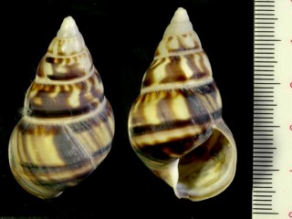 カスリイトヒキマイマイ Liguus fasciatus barbouri small