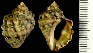 カリフォルニア湾のキバレイシの一種02 Acanthina tyrianthina small