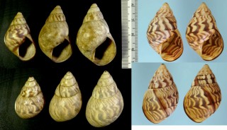 ブラジルサラサマイマイ Orthalicus undatus small