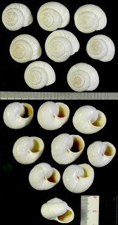 バエチカサバクマイマイ (仮称) Sphincterochila baetica small
