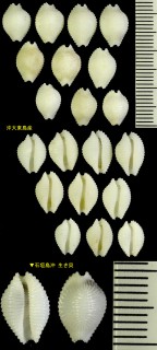 アラスジシラタマ Dolichupis producta small