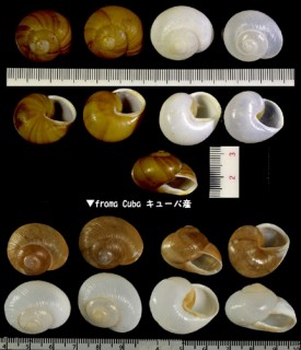 マカナイマイマイ (ヨウジンアツクチマイマイ) Zachrysia provisoria small