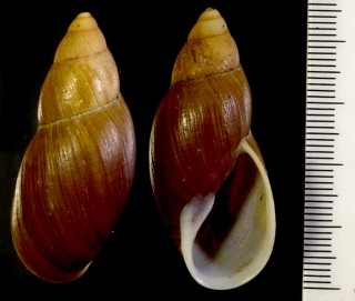 クレフトアカネマイマイ Placostylus kreftii small