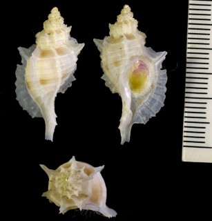 シンゴヌノメツノオリイレ Nipponotrophon shingoi small