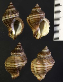 カキナカセの仲間 Urosalpinx haneti small