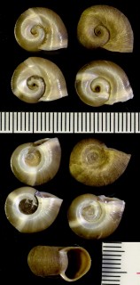 アメリカヒラマキガイ Planorbella trivolvis small