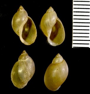 ヨーロッパモノアラガイの仲間02 Lymnaea peregra small