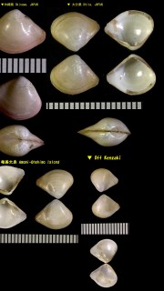 シャクシガイモドキ Pseudoneara semipellucida small