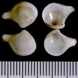 キュウシュウシャクシ 九州杓子貝 Cuspidaria kyushuensis small