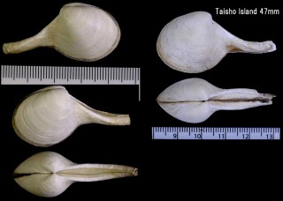 カワムラシャクシ 河村杓子貝 Cuspidaria kawamurai small