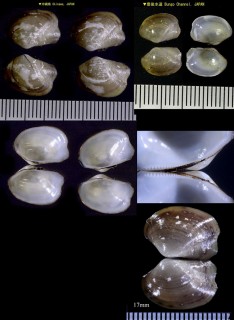 スミゾメソデガイ Bathymalletia inaequilateralis small