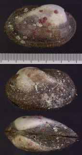 ベニエガイ 紅江貝 Barbatia fusca small