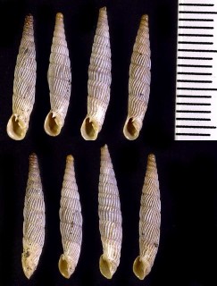 ホソイトカケギセル (仮称) Agathylla sulcosa sulcosa small