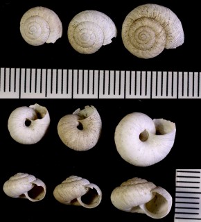 ハンガリートルコマイマイ (仮称) Helicopsis hungarica small