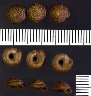 マーブルパツラマイマイ (仮称) Discus marmorensis small