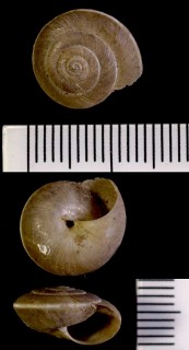 キルギスのカドバリコマイマイ Leucozonella rufispira small