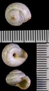 リビアのスペインコマイマイ Cernuella zilchi small