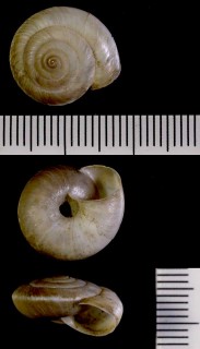 オナジマイマイの仲間02 キルギス Archaica heptapotamica small