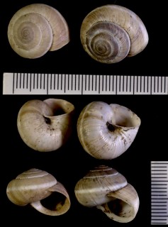 キルギスのカドバリコマイマイ02 Angiomphalia regeliana small