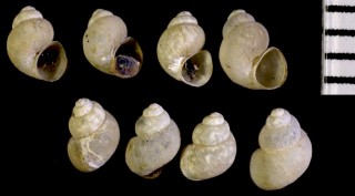 ロングバレーミズツボ (仮称) Fontelicella longingua small