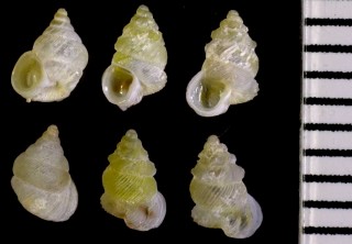 ゴマガイの仲間　左巻き Pseudopalaina inflatula small