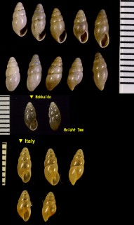 ヤマボタル Cochlicopa lubrica small