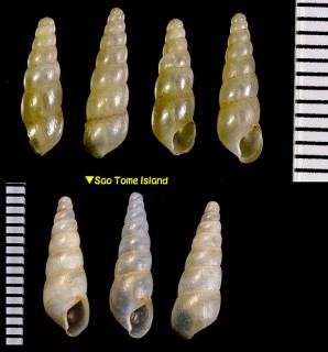 スジイリオカクチキレ (仮称) Subulina striatella small