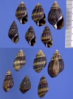 アガディールカワニナの仲間03 Melanopsis costata small