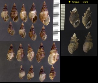 トウガタカワニナ Thiara winteri small