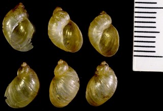 オーストラリアのオカモノアラガイ Austrosuccinea australis small