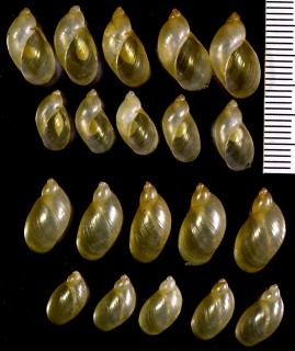 ファイファーナガオカモノアラガイ (仮称) Oxyloma elegans small