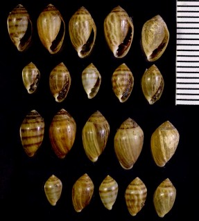 メリケンハマシイノミ Melampus bidentatus small