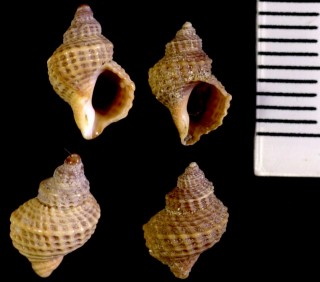 ニュージーランドのカゴメナワボラ Trichosirius inornatus small