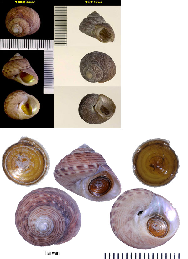 コシダカヘソワゴマ (コシタカヘソワゴマ) 腰高臍輪独楽 Pseudotalopia sakuraii small