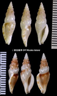 ツヤコトツブ 艶琴小螺 Cytharopsis butonensis small