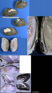 ウネカワボタンの仲間 Plectomerus dombeyanus small