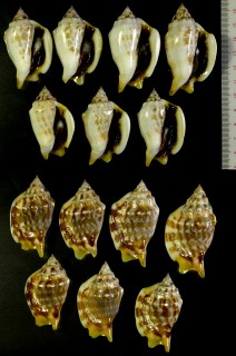 カネツケソデガイ ボホールの型 Strombus kleckhamae boholensis small