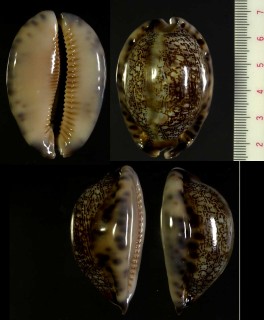 フクレヤクシマダカラ Mauritia arabica asiatica gibba small