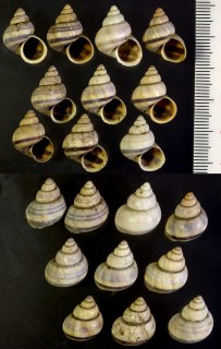 クロムヤマタマキビ (仮称) Tropidophora chromium small