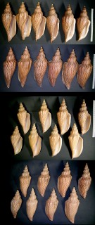 モクメヒタチオビ 木目常陸帯 Fulgoraria humerosa small