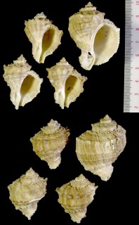 チリメンボラ 縮緬法螺 Rapana bezoar small