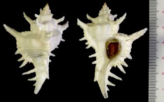 ササゲテングガイ Chicoreus litos small