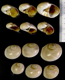 ソメワケツメタ Glossaulax bicolor small