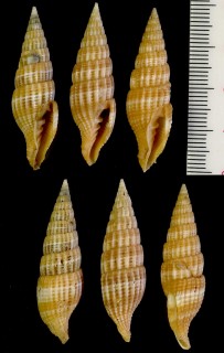 タオヤカツクシ Vexillum sculptile small