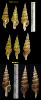 コガスリクダマキ Lophiotoma notata small