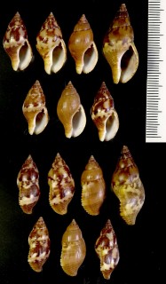 マルベッコウバイ Pisania tritonoides small