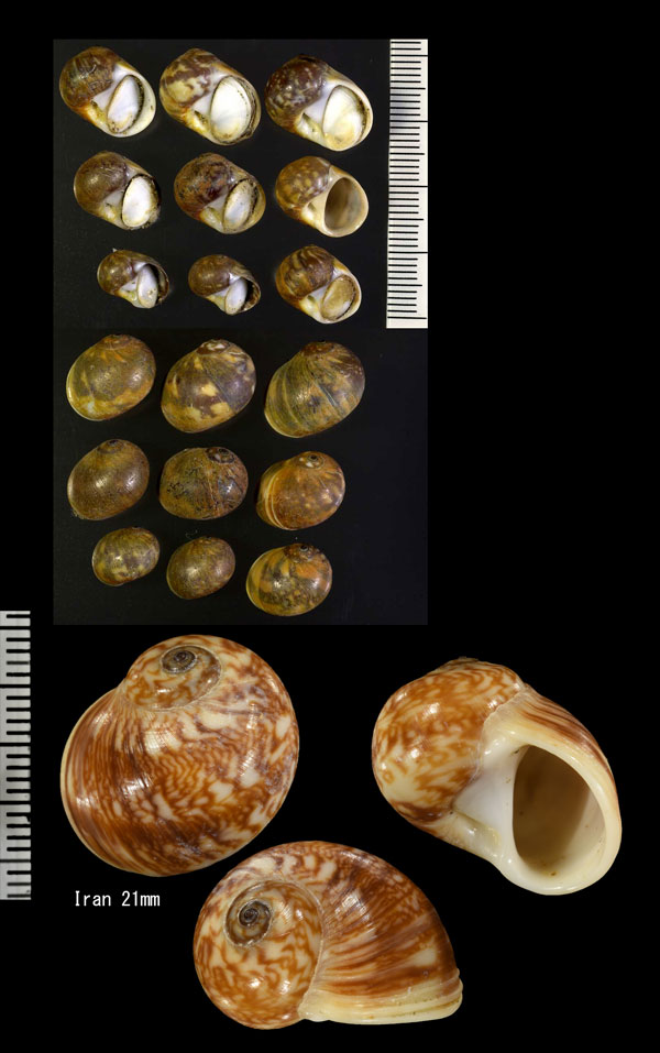 ムラクモタマ Natica arachnoidea small