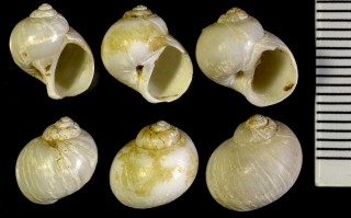 タマガイ類02 Polinices psilus small