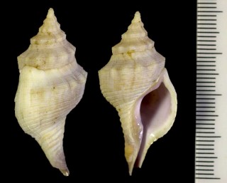 クチムラサキテンコロボラ Afer porphyrostoma small